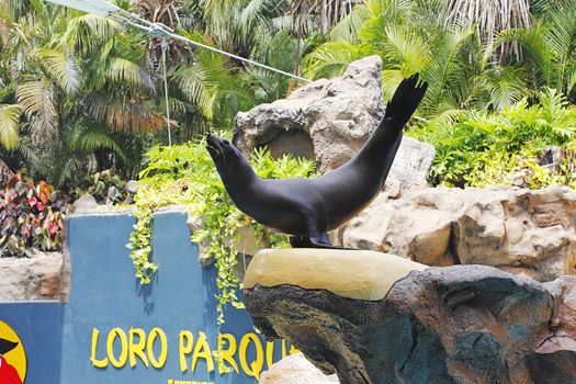 PUERTO DE LA CRUZ, TENERIFE - JULY 4: Sealion show in the Loro Parque, which is now Tenerife's largest man made attraction July 4 2012 Puerto De La Cruz, Tenerife