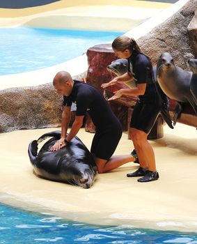 PUERTO DE LA CRUZ, TENERIFE - JULY 4: Sealion show in the Loro Parque, which is now Tenerife's largest man made attraction July 4 2012 Puerto De La Cruz, Tenerife