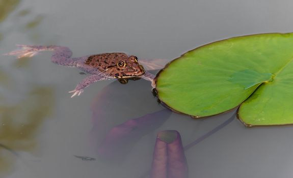 Asian big toad is swimming and searching the preys in the water lily pond