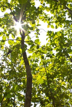 Green leaves of teak wood and sun