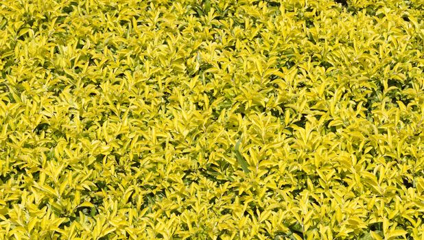 Yellow and green leaves background in sunny day morning.