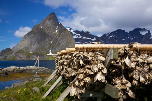 Traditional way of drying stockfish on Lofoten islands in Norway