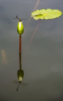 Dragonfly touch down the young water lily with  the shadow reflection in water.