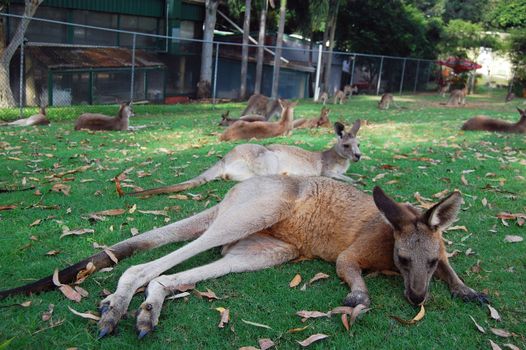 Kangaroo lying on grass, Lone Pine Koala Sancuary park near Brisbane, Australia