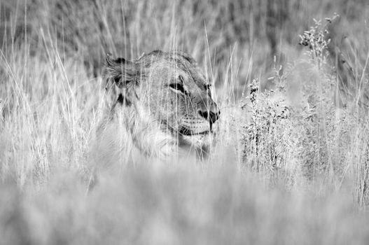 A black and white Lion in the Etosha National Park, Namibia