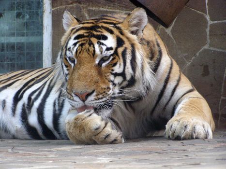 The adult Amur tiger licks the paw