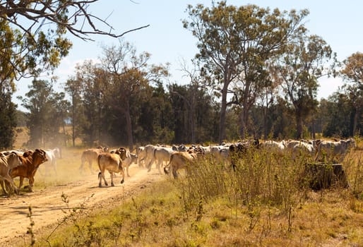 Brahman cows crossing dusty rural Queensland gravel road in Australian cattle country landscape