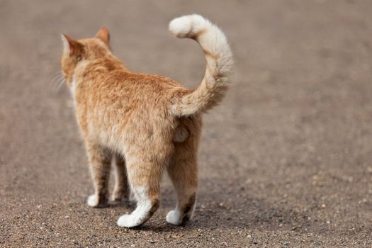 Real man March cat walking outdoor showing his tail and balls