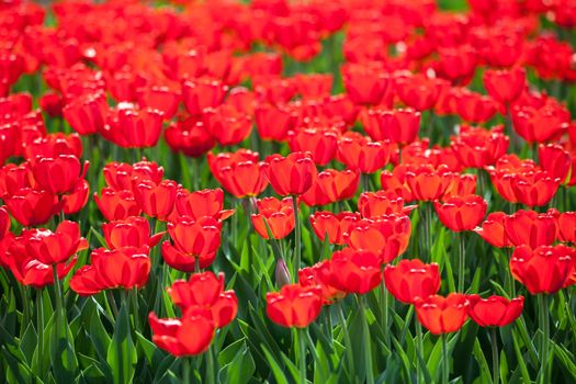 Green spring nature - red tulip flowers field in bloom