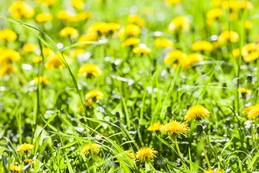 Green spring nature - yellow dandelion flowers field in bloom