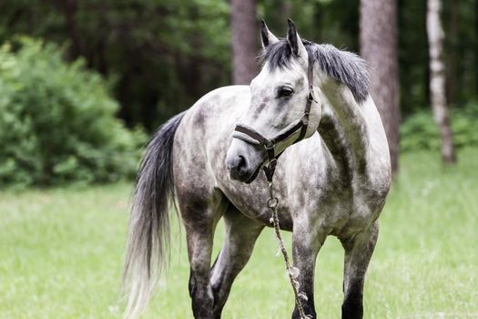 Horse animal grazing on nature grass field pasture