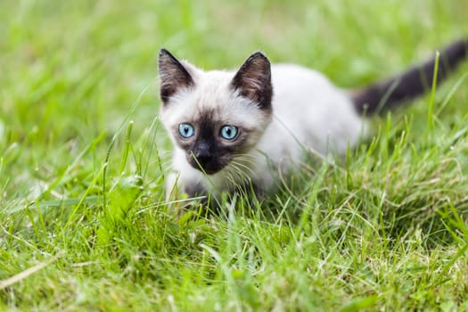 Feline animal pet siamese domestic cat walking outdoor on green grass