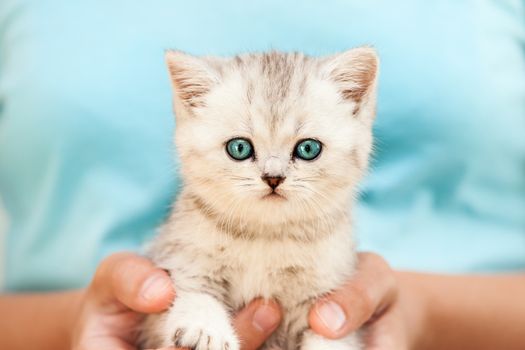Human hands holding little british domestic silver tabby cat