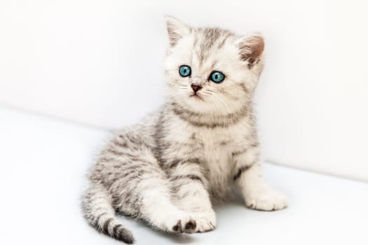 Feline animal pet little british domestic silver tabby cat with blue looking eyes