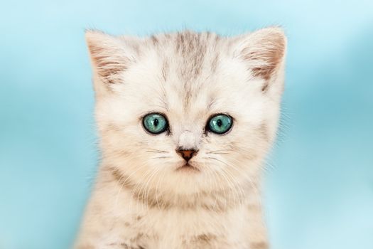 Feline animal pet little british domestic silver tabby cat with blue looking eyes