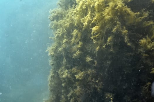 Underwater rock overgrown sea slime. Underwater photography.