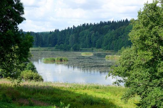 Old pond in an environment of plants