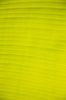 banana leaf texture