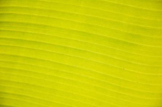 banana leaf texture