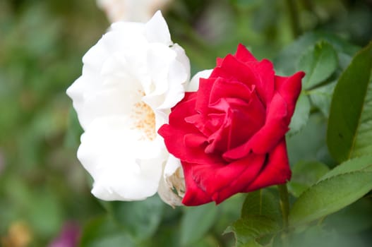 white and red rose in the garden
