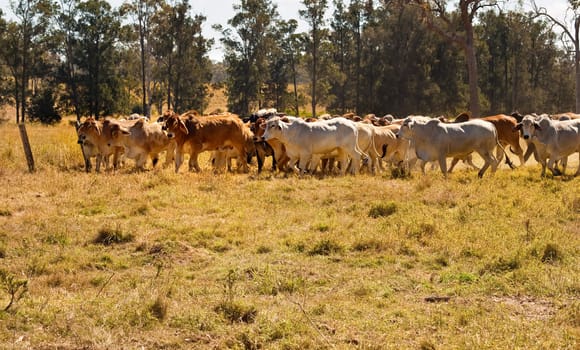 Rural Australia cattle country with herd of red and grey Brahman beef cows moving across dusty paddock