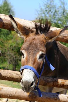 portrait of a funny donkey at a farm