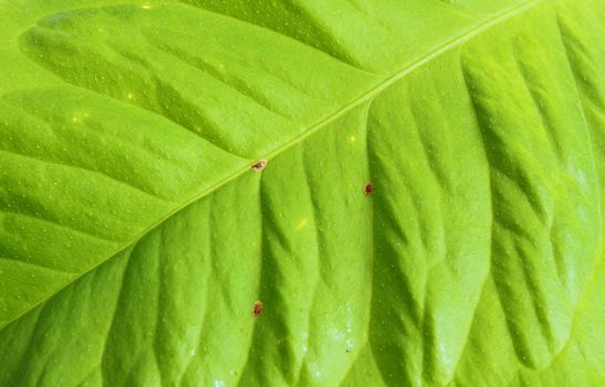 lemon leaf infested with coccus hesperidum