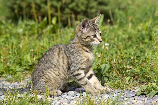 little kitten sitting in the garden