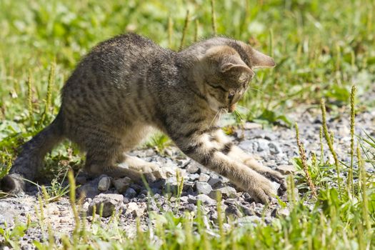 little kitten playing in the garden