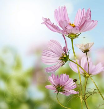 The summer beautiful flowers border