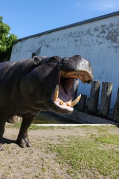 Hippopotamus showing huge jaw and teeth