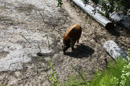 wild boar warthog in the zoo