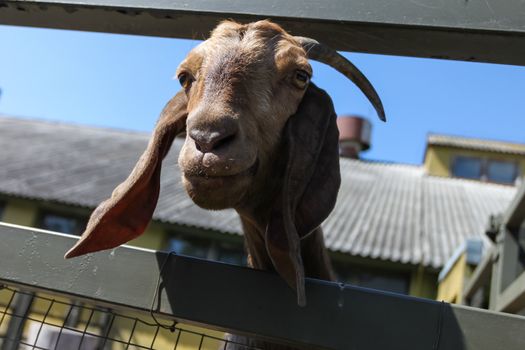 Close up of a funny goat on the farm