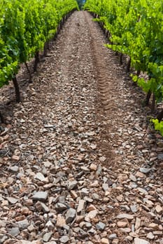 Beautiful rows of grapes before harvesting