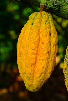 Cocoa fruit in the tree. Cocoa pods in the tree,