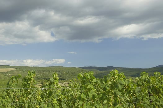 Wineries in Valley over sky with clouds