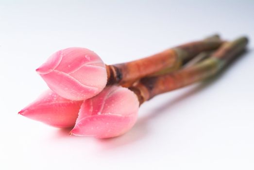 Ginger flower or Torch Ginger Bud on the background.