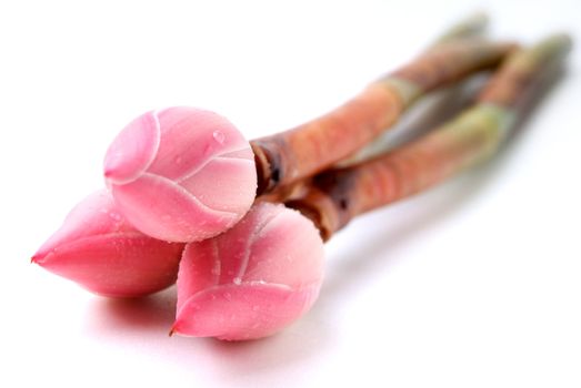Ginger flower or Torch Ginger Bud on the background.