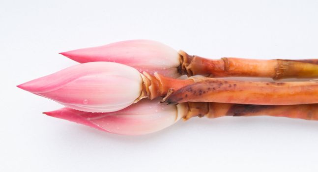Ginger flower or Torch Ginger Bud on the background.