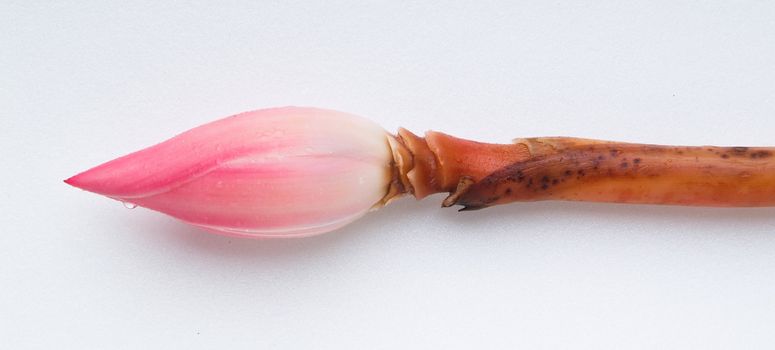 Ginger flower or Torch Ginger Bud on the background.