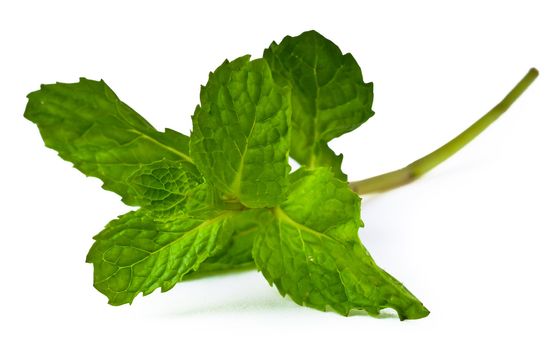 Mint leaves. green mint leaves blooming