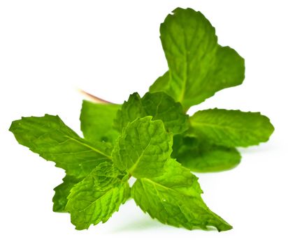 Mint leaves. green mint leaves blooming