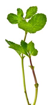 Mint leaves. green mint leaves blooming