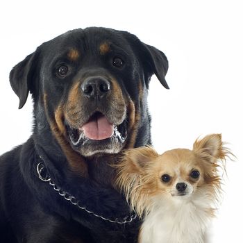 portrait of a purebred rottweiler and chihuahua in front of white background