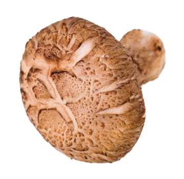 mushroom. mushroom on the background