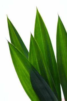 Pandan leaves. Fresh Pandan leaves on white background
