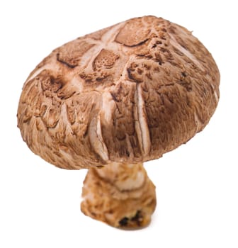 mushroom. mushroom on the background
