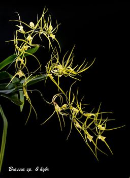 A tender yellow orchid  isolated on black background.