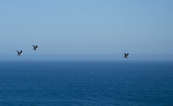 Three seagulls flying over Pacific ocean