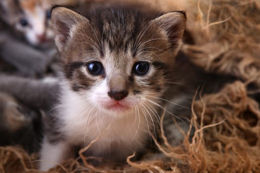 Cute Baby Kitten Lying in a Basket With Siblings